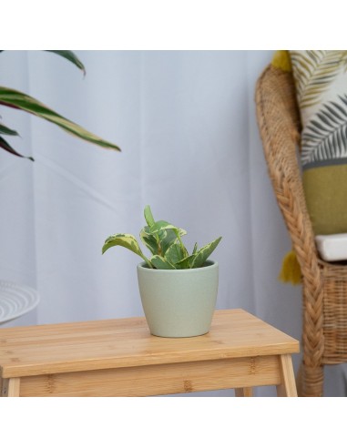 Peperomia obtusifolia variegata