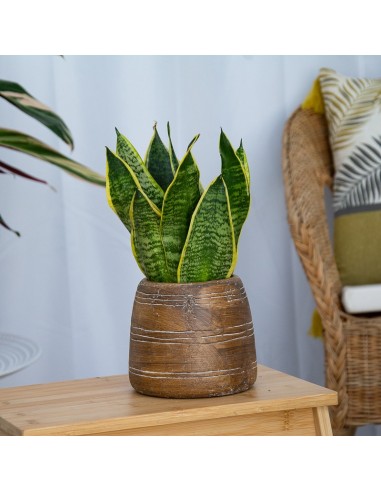 Sansevieria o sansiviera trifasciata