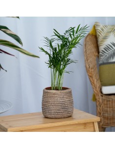 Chamadorea à Germigarden à partir de 2,45 € 2