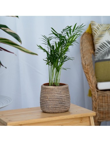 Comprar chamadorea en Germigarden desde 2,45€