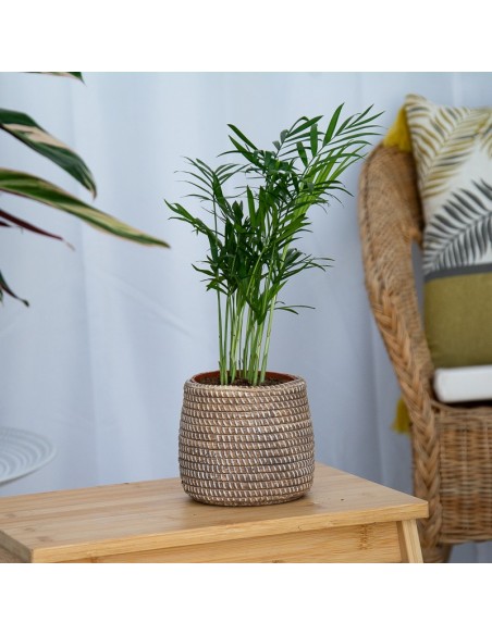 Chamadorea à Germigarden à partir de 2,45 €