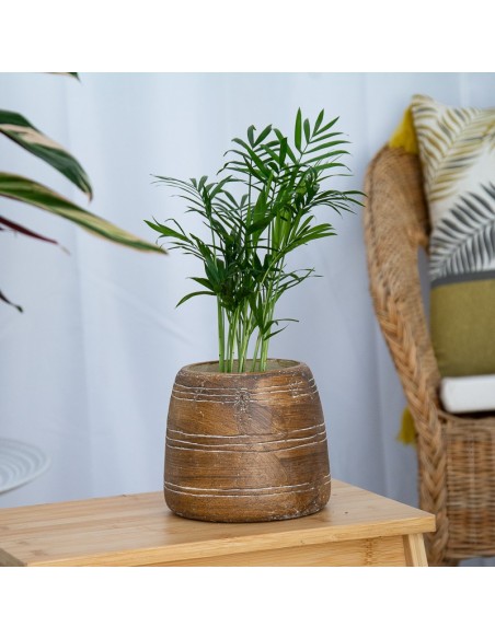 Chamadorea à Germigarden à partir de 2,45 €