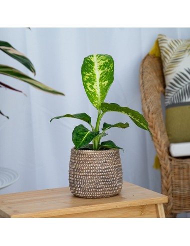 Sublime Diphenbaquia (vaso 17 cm Ø)