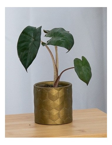 Alocasia Wentii (vaso 6 cm Ø)