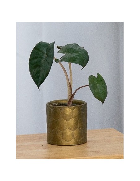 Alocasia Wentii (vaso 6 cm Ø)