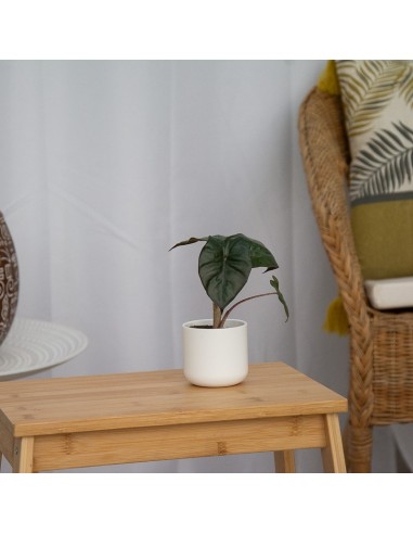Alocasia Wentii (vaso 6 cm Ø)