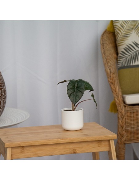 Alocasia Wentii (vaso 6 cm Ø)