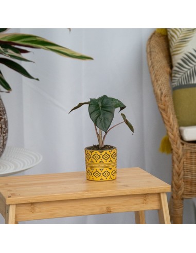 Alocasia Wentii (vaso 6 cm Ø)