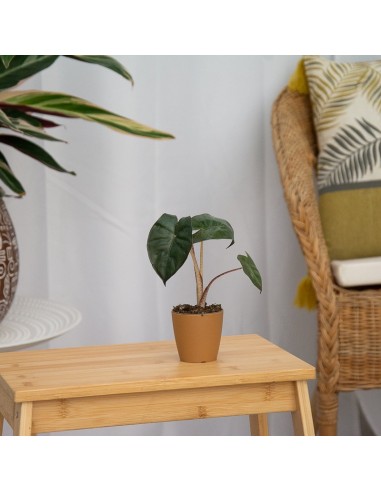Alocasia Wentii (vaso 6 cm Ø)