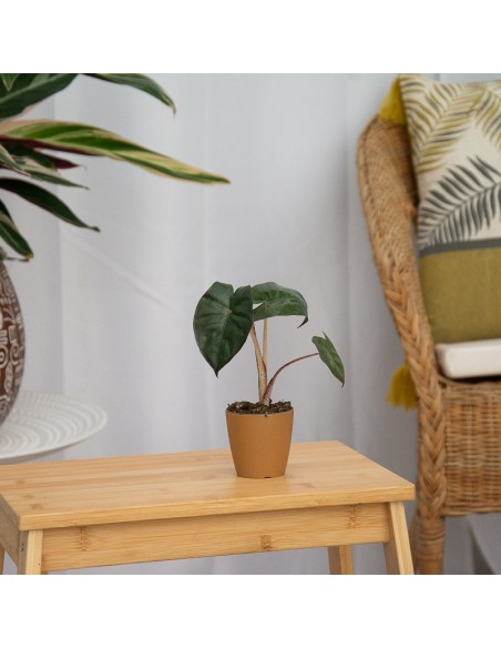 Alocasia Wentii (vaso 6 cm Ø)