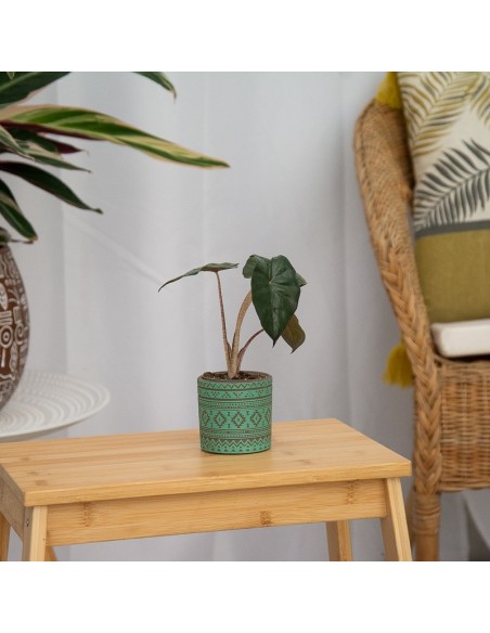 Alocasia Wentii (vaso 6 cm Ø)