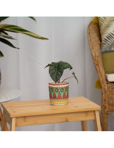 Alocasia Wentii (vaso 6 cm Ø)