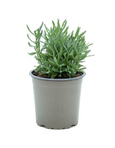 Planta de lavanda dentada