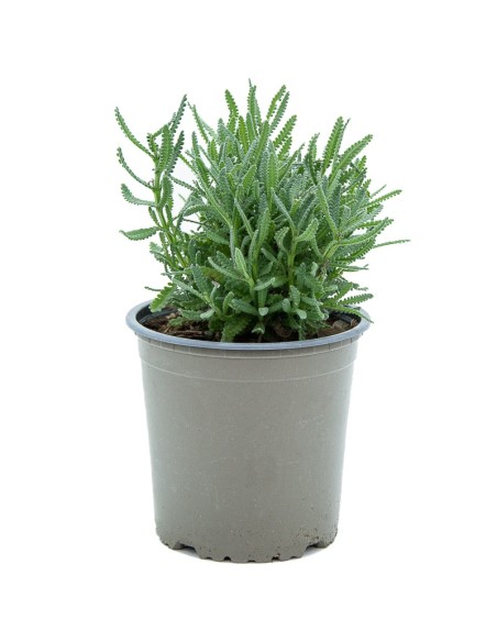 Lavanda dentada