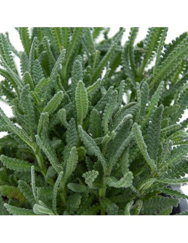 Lavanda dentada