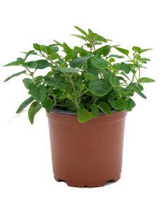 Comprar orenga per 1,75€ a Germigarden