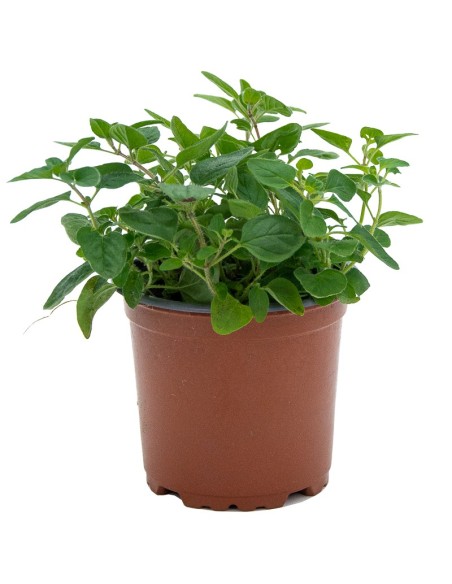 Achetez un plant d'origan à partir de 1,75 € chez Germigarden