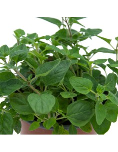 Achetez un plant d'origan à partir de 1,75 € chez Germigarden 2