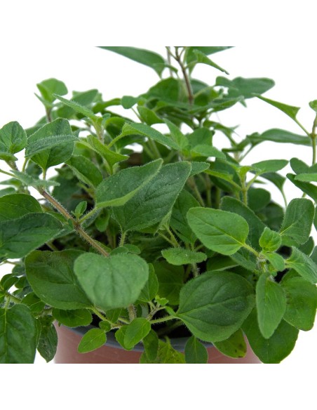 Comprar orenga per 1,75€ a Germigarden
