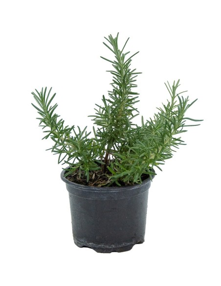 Compre Alecrim rastreiro em Germigarden