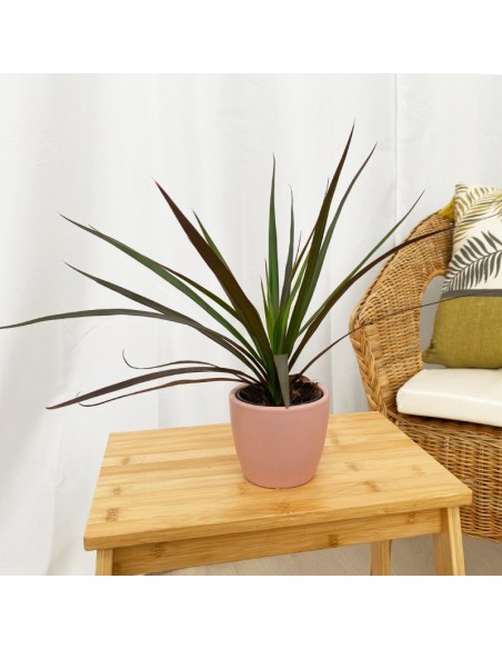 Compra Marginata desde 3,20€ en Germigarden