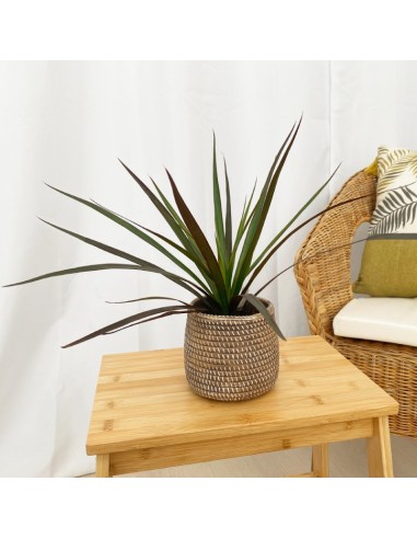Achetez Marginata à partir de 3,20€ chez Germigarden