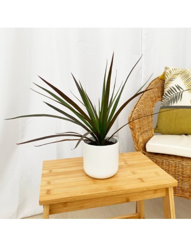 Achetez Marginata à partir de 3,20€ chez Germigarden