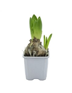 Pittosporum (test 15 cm ø)