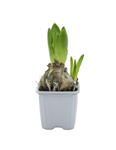 Jacinto (vaso 6 cm ø)