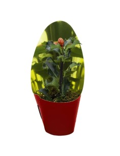 Ilex decorativo 2