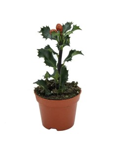 Ilex decorativo