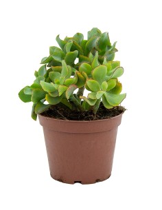 Crassula arborescens