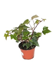 Hera exterior a partir de € 1,95 em Germigarden