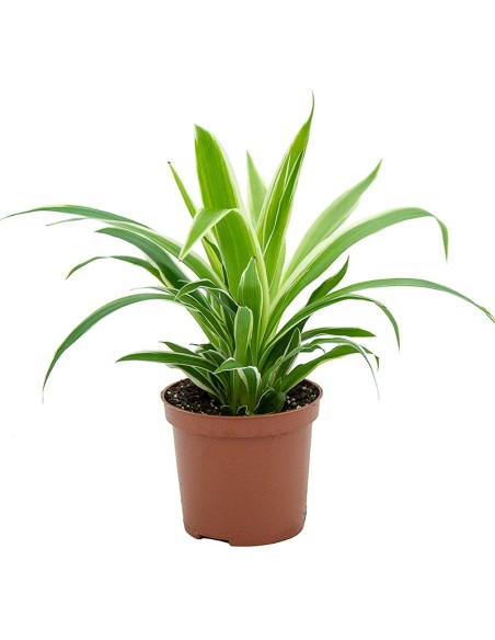 Chlorophytum comosum 'ocean' (test 12 cm Ø)