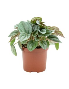 Peperomia caperata desde 4,00€ en Germigarden 2
