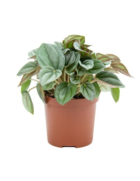 Peperomia caperata desde 4,00€ en Germigarden
