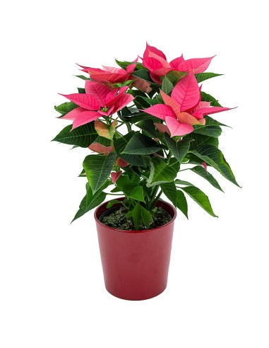 Ponsetia o Flor de Pascua rosa  fucsia (maceta 13 cm ø)