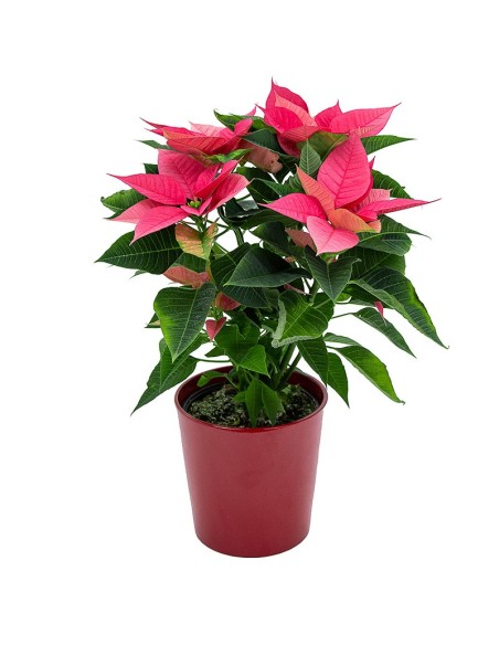 Poinsétia rosa (vaso de 13 cm ø)