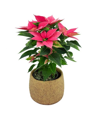 Ponsetia o Flor de Pascua rosa  fucsia (maceta 13 cm ø)