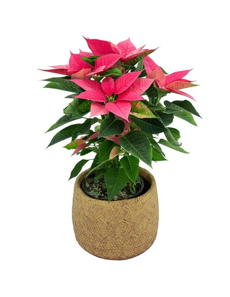 Poinsétia rosa (vaso de 13 cm ø)