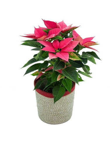 Poinsétia rosa (vaso de 13 cm ø)