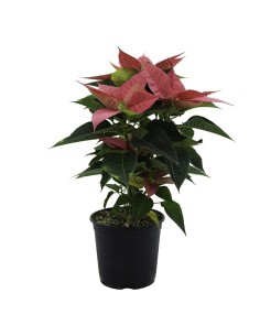 Ponsetia o Flor de Pascua rosa  fucsia (maceta 13 cm ø)
