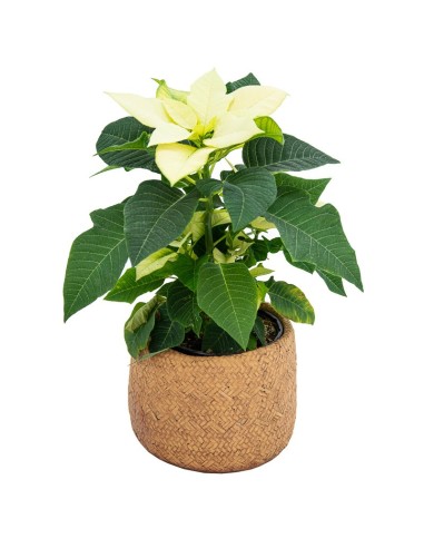 Ponsetia o Flor de Pascua amarilla (maceta 13 cm ø)