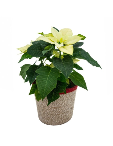 Ponsetia o Flor de Nadal groga (test 13 cm ø)
