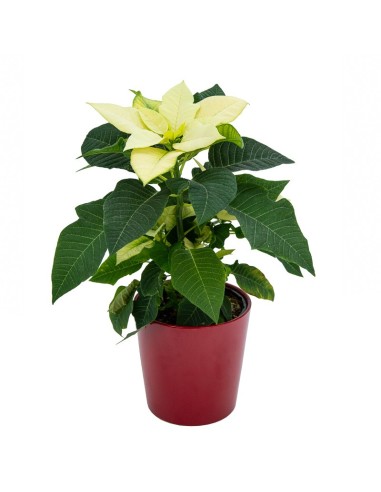 Ponsetia o Flor de Pascua amarilla (maceta 13 cm ø)
