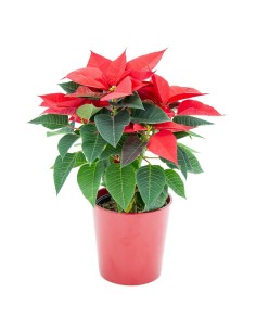 Poinsettia o Flor de Pascua  tradicional roja (maceta 13 cm ø) 2