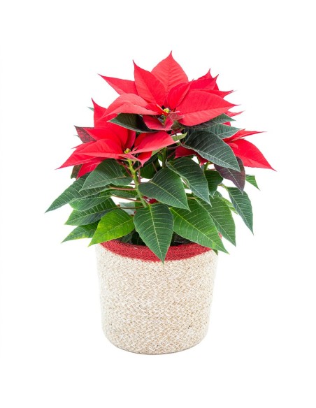 Comprar ponsetia o flor de nadal