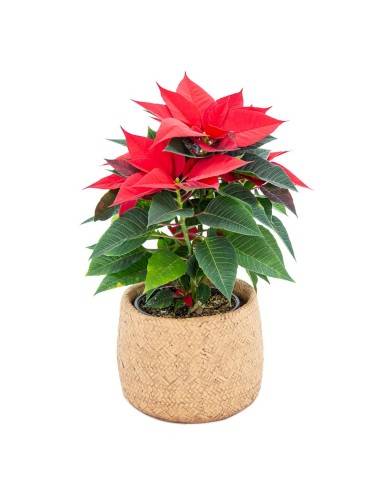 Compre Ponsetia em Germigarden