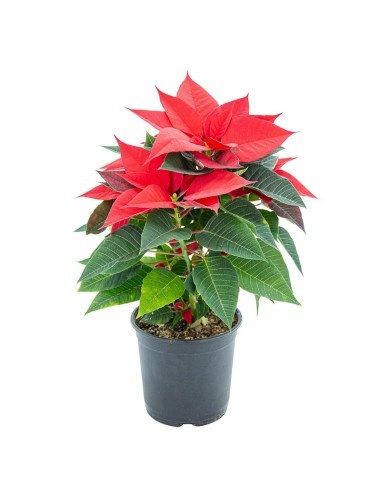 Poinsettia o Flor de Pascua  tradicional roja (maceta 13 cm ø)