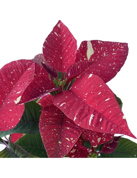 Ponsetia o Flor de Pascua chispeada (maceta 13 cm ø)